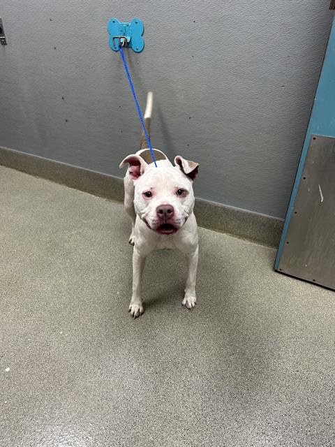 Stormy, Pit Bull Terrier / Mixed (medium coat)