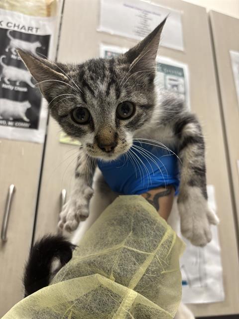 Jason, Domestic Short Hair / Mixed (medium coat)