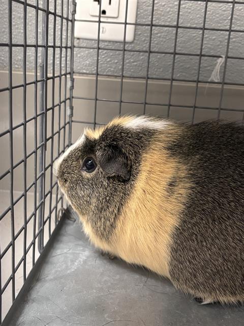 Jenny, Guinea Pig (medium coat)