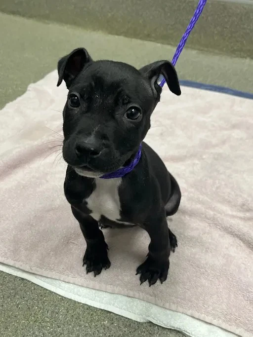 Little Hank