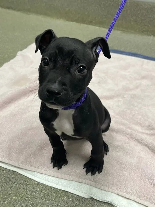 Little Hank, Pit Bull Terrier / Mixed (medium coat)