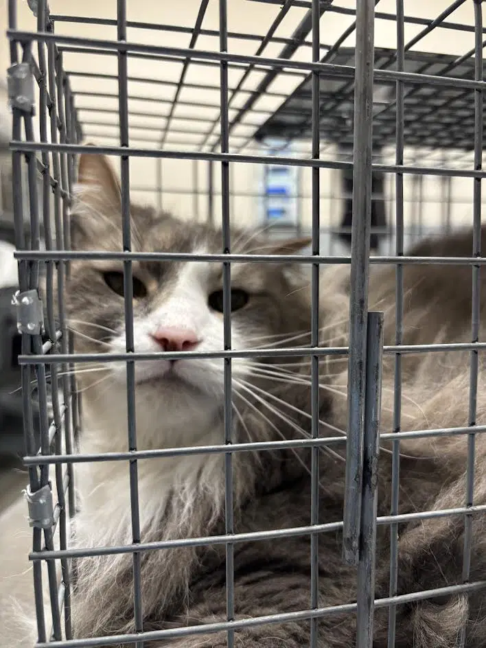Dexter-Blu - Domestic Medium Hair