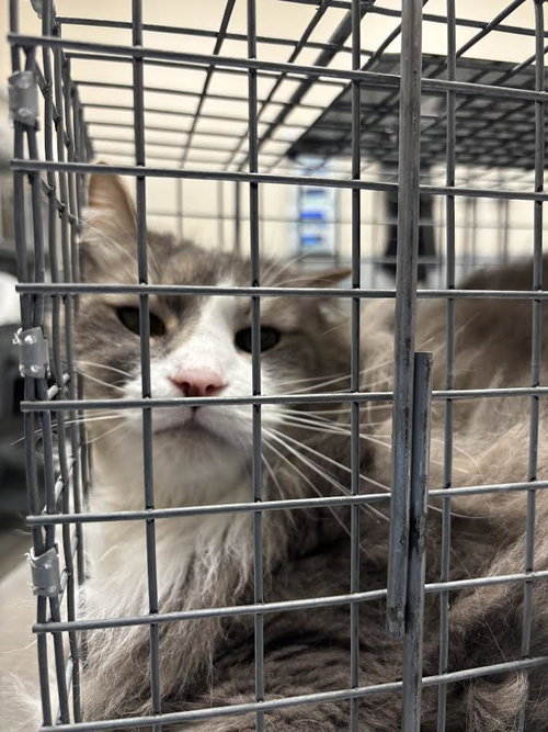Dexter-Blu, Domestic Medium Hair / Mixed (medium coat)