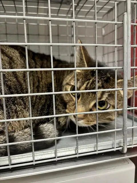 Jagger - Domestic Short Hair