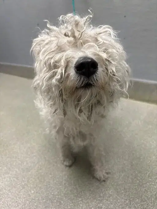 Daisy - Poodle (Miniature)
