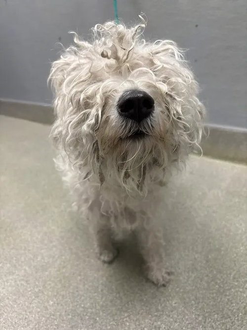 Daisy, Poodle (Miniature) / Mixed (medium coat)
