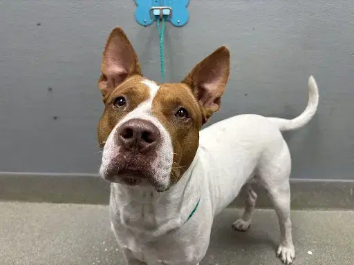 Raylyn - Pit Bull Terrier
