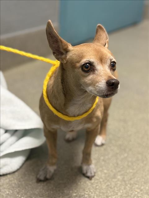 Chillee, Chihuahua / Mixed (medium coat)