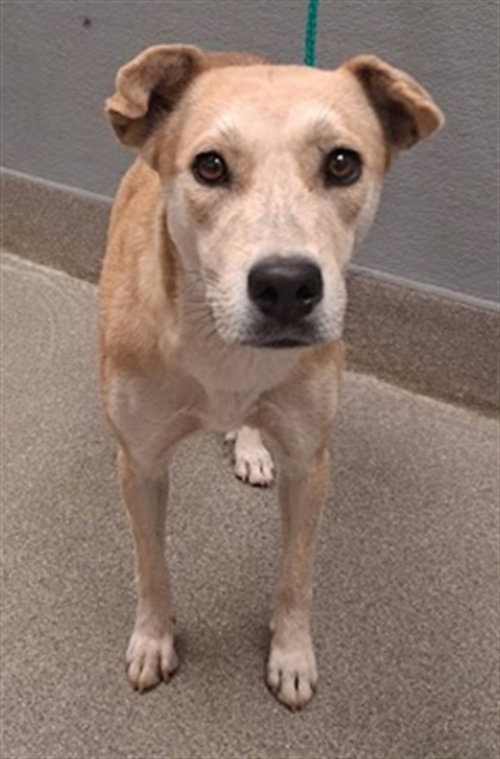Pixie, Labrador Retriever / Mixed (medium coat)