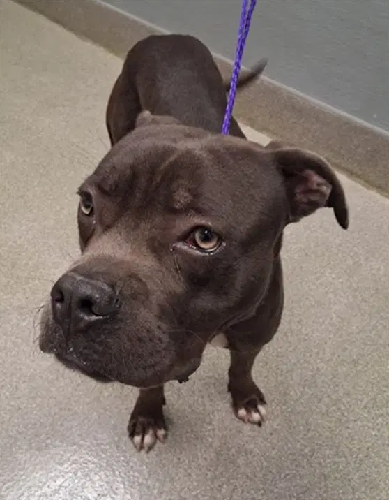 Zinger - Pit Bull Terrier