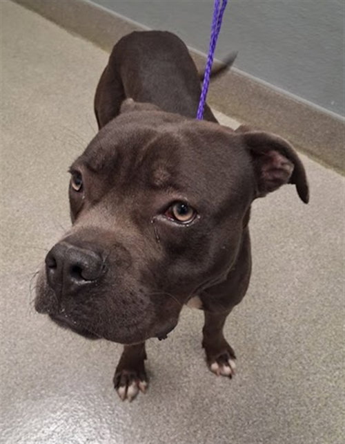Zinger, Pit Bull Terrier / Mixed (medium coat)