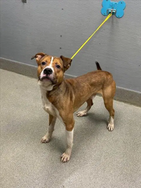 Barron - Pit Bull Terrier