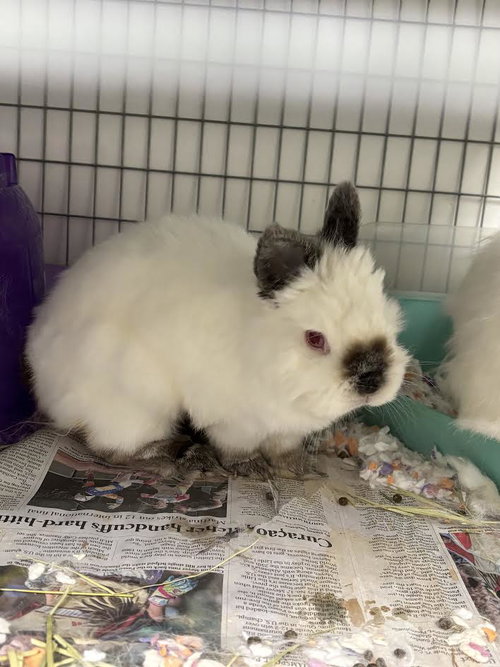 Oogie, Shorthaired Rabbit (medium coat)
