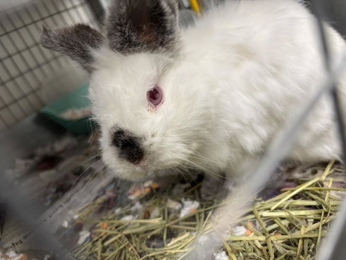 Mengmeng, Shorthaired Rabbit (medium coat)