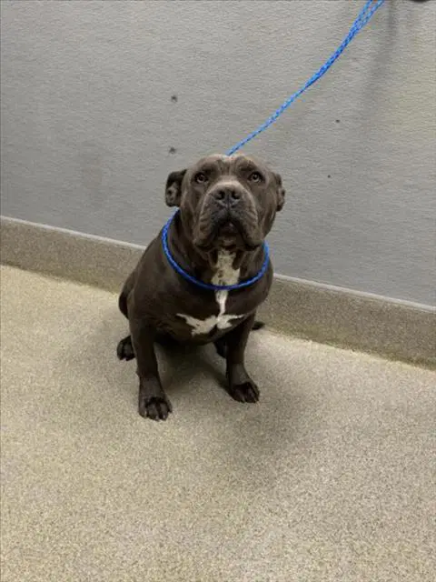 Carbon - American Bulldog