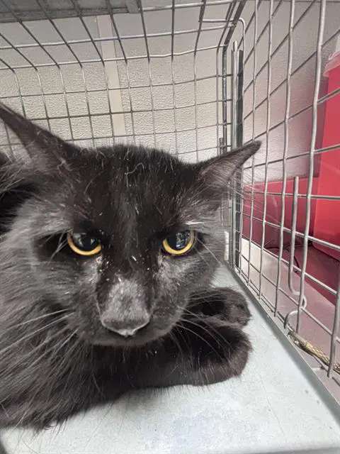 Meeko - Domestic Short Hair