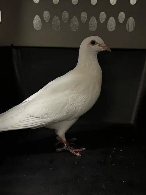 Toodles, Dove (medium coat)
