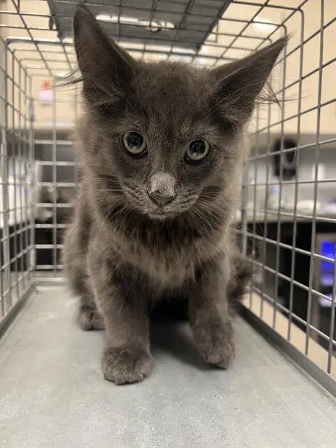 Goose - Domestic Short Hair