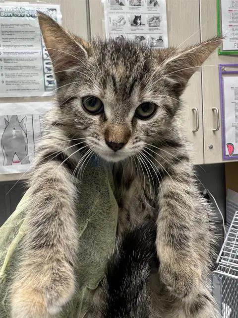 Cobweb - Domestic Short Hair