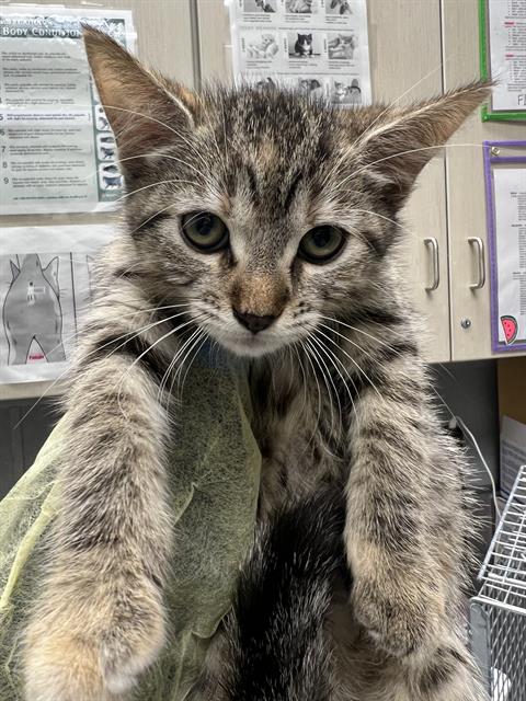 Cobweb, Domestic Short Hair / Mixed (medium coat)