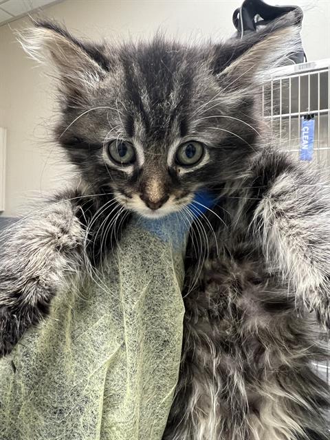 Ghost, Domestic Short Hair / Mixed (medium coat)