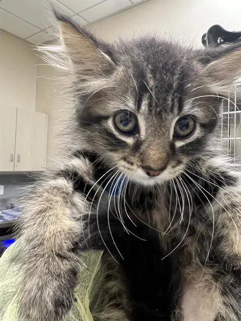 Magic - Domestic Short Hair