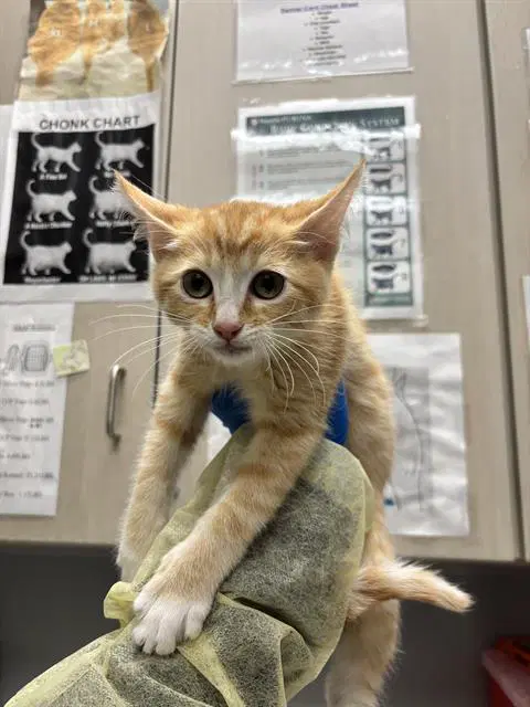 Jaken - Domestic Short Hair
