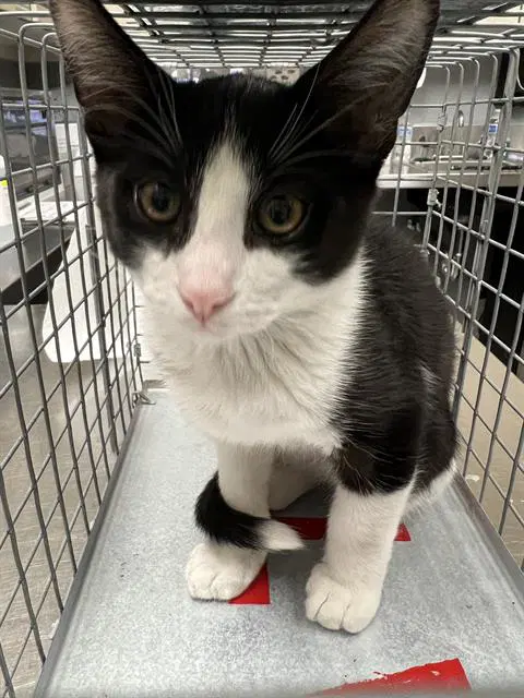 Uncle Fester - Domestic Short Hair