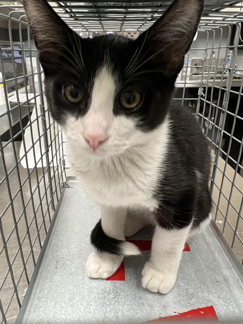 Uncle Fester, Domestic Short Hair / Mixed (medium coat)