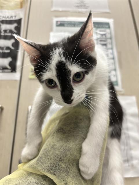 Marble, Domestic Short Hair / Mixed (medium coat)