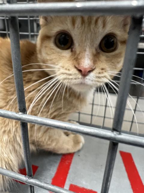 E.T., Domestic Short Hair / Mixed (medium coat)