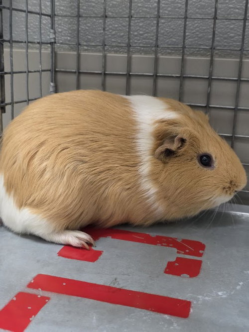 Beetlejuice, Guinea Pig (medium coat)