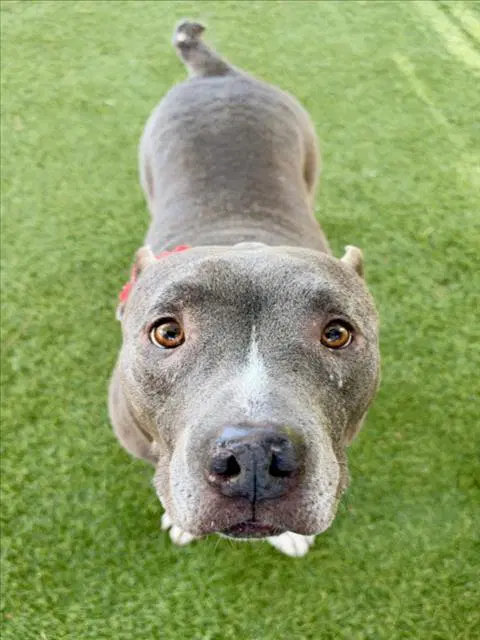 Phoebe - Pit Bull Terrier