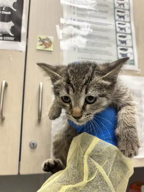 Gibson - Domestic Short Hair