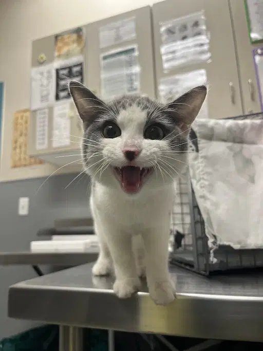 Meowy - Domestic Short Hair