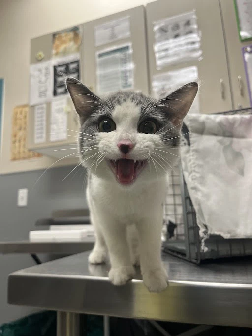 Meowy