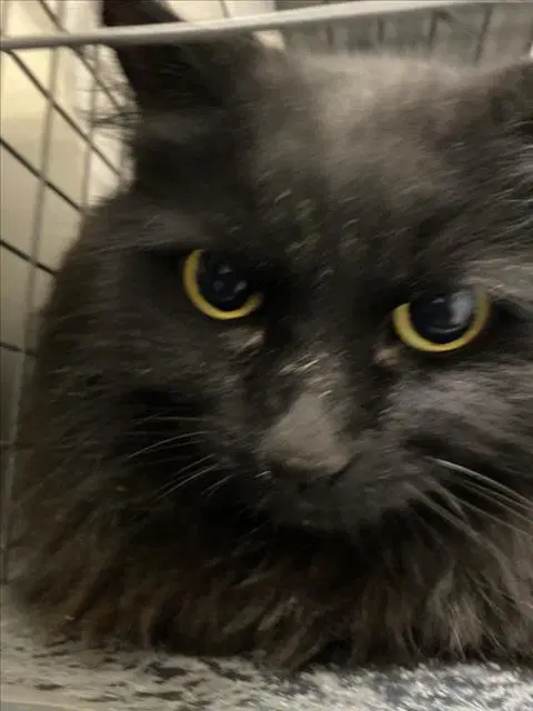 Chloe - Domestic Long Hair