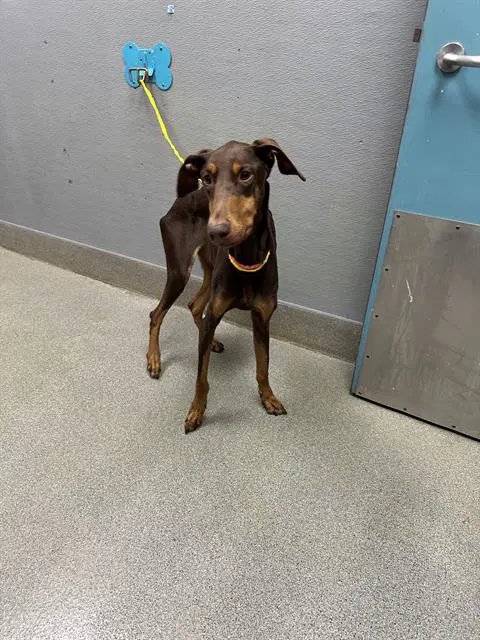 Moonlight - Doberman Pinscher