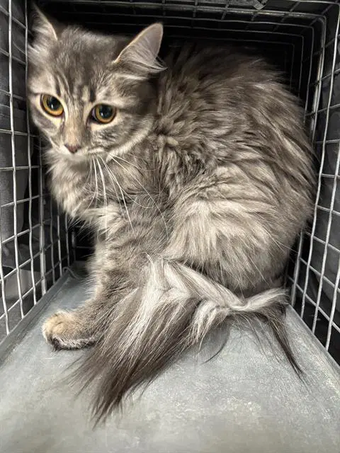 Henna - Domestic Long Hair