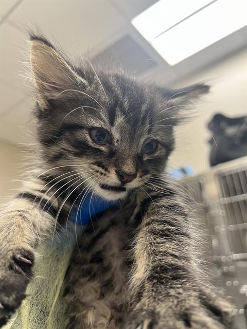 Milo