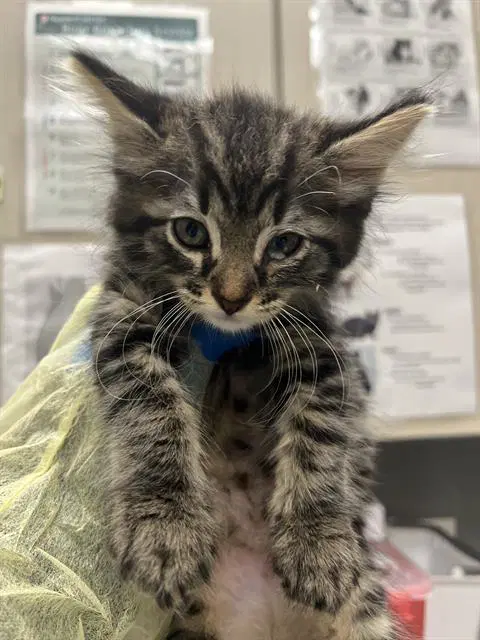 Otis - Domestic Medium Hair