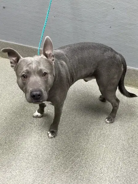 Rumba - Pit Bull Terrier