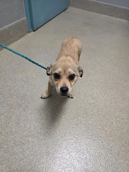 Curly - Chihuahua
