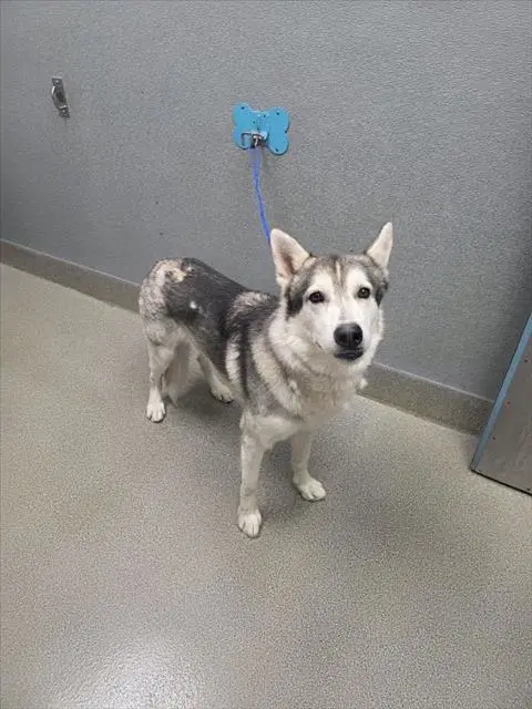 Lima Bean - Siberian Husky