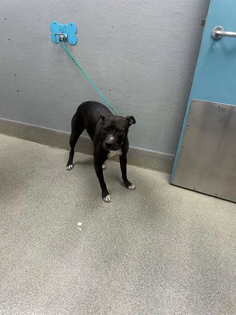 Cream Puff - Pit Bull Terrier