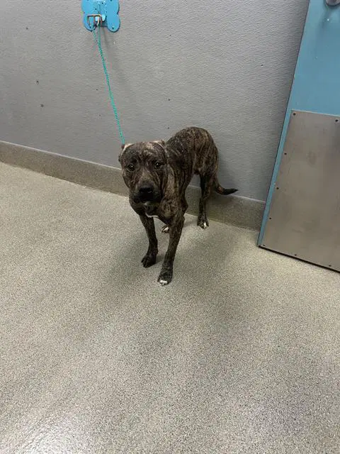 Baxter - Pit Bull Terrier