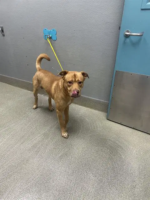 Hulk - Pit Bull Terrier