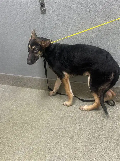 Jenkins - German Shepherd Dog