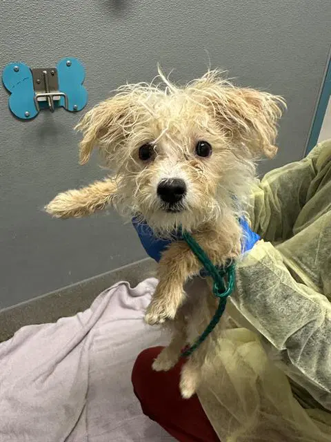 Oogie Boogie - Poodle (Miniature)