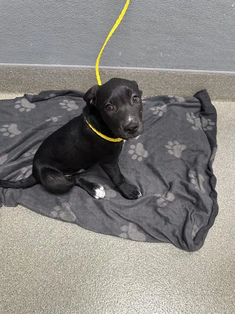 Jack Skellington - Pit Bull Terrier